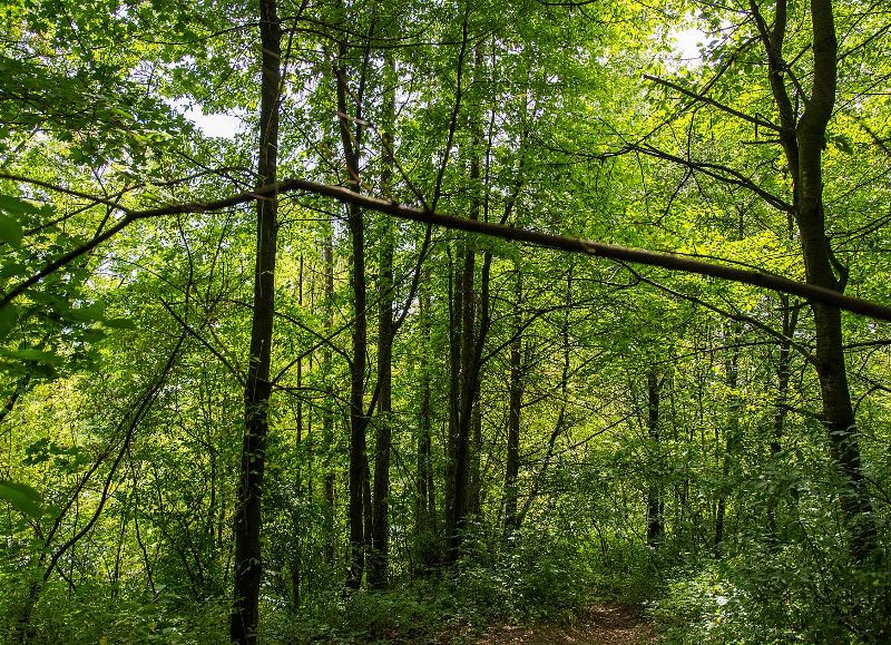 Jeden z projektů přemění zarostlou plochu v Hrabové v přírodní park a odpočinkovou zónu.  